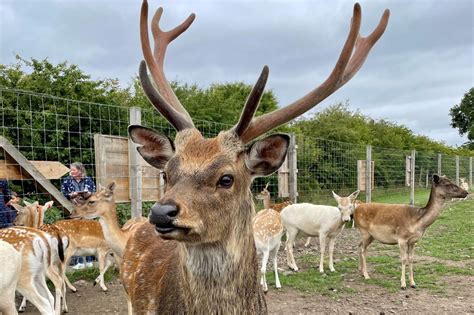 free credit brunei|Boy, 4, left behind at Scottish Deer Centre after nursery trip .